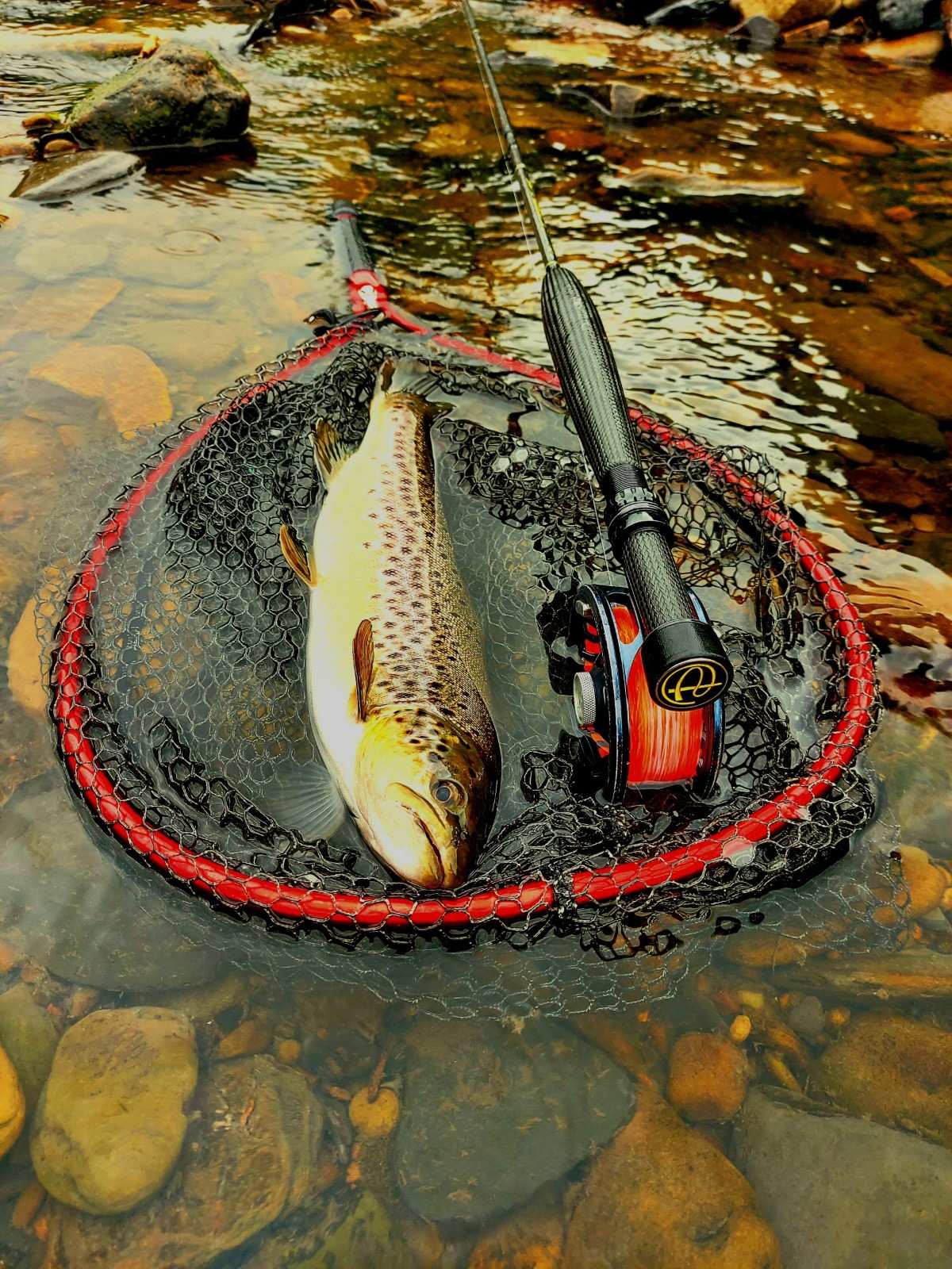 Caught fish in fishing net