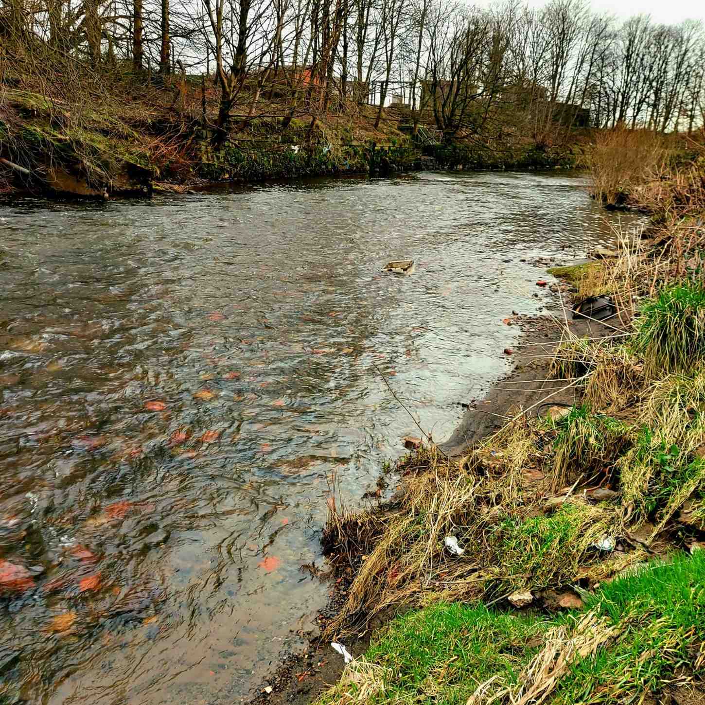 Riverbank with flowing water