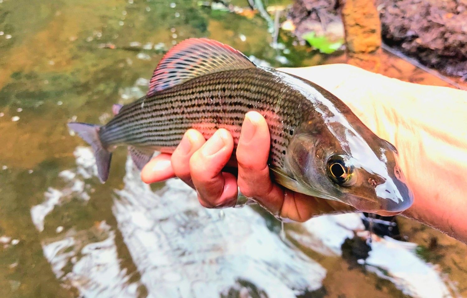 Fish being held above water