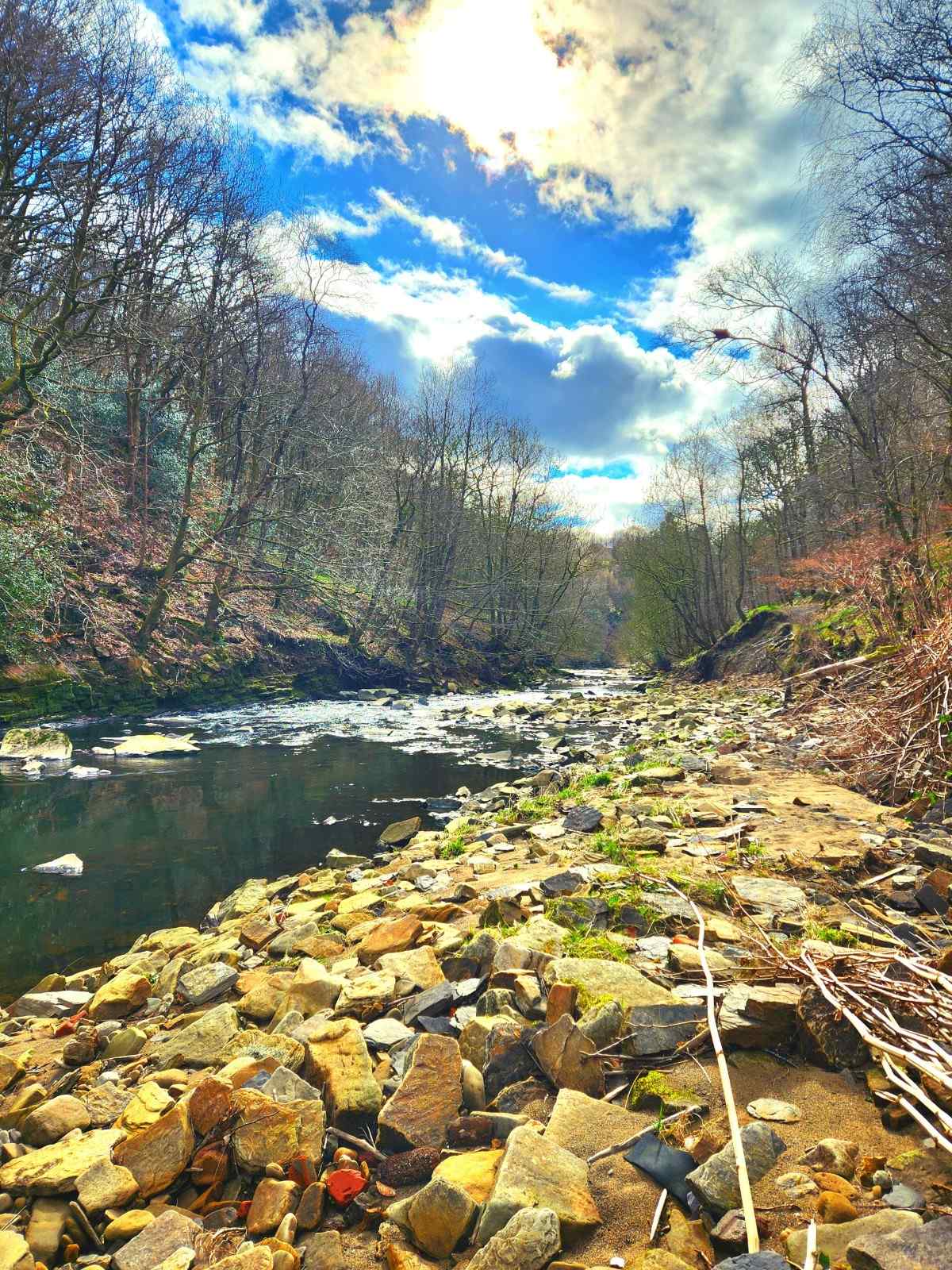 Riverbank with trees and sky