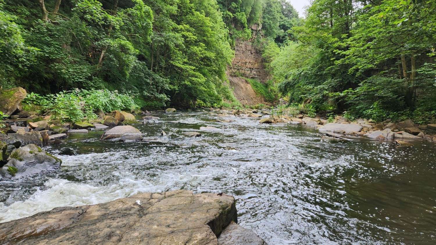 Flowing river surrounded by greenery